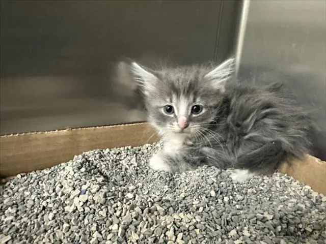 Kira