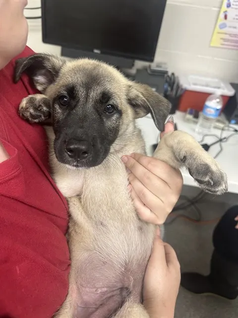 Adoptable Dog
