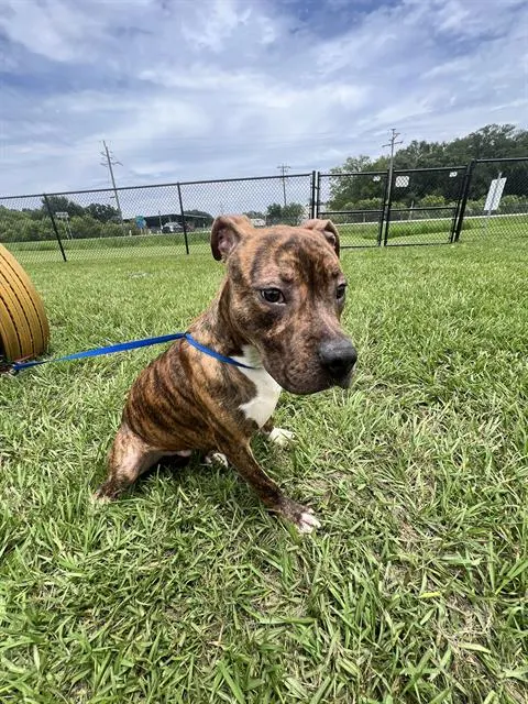 Otis