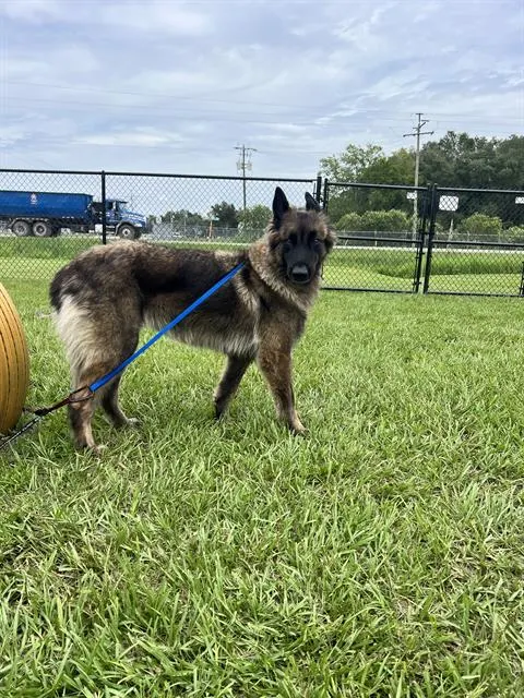 Penelope