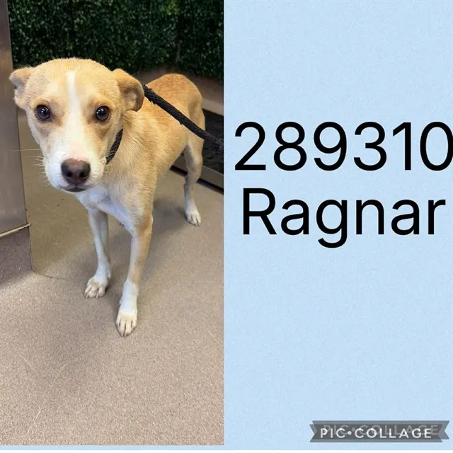 Ragnar