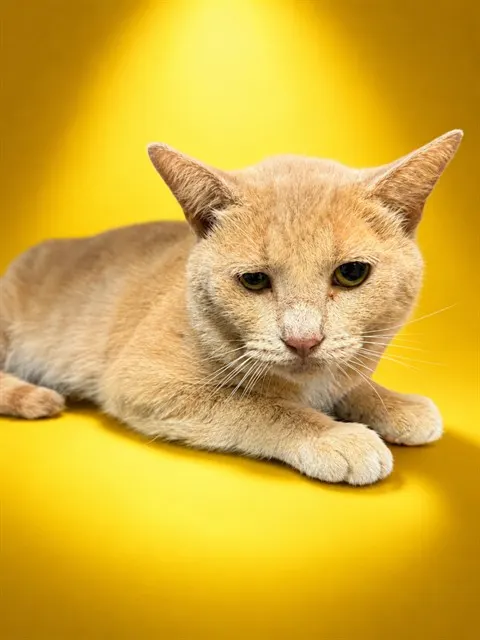 Tom