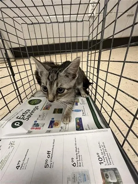 Adoptable Cat