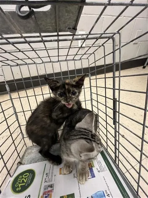 Adoptable Cat