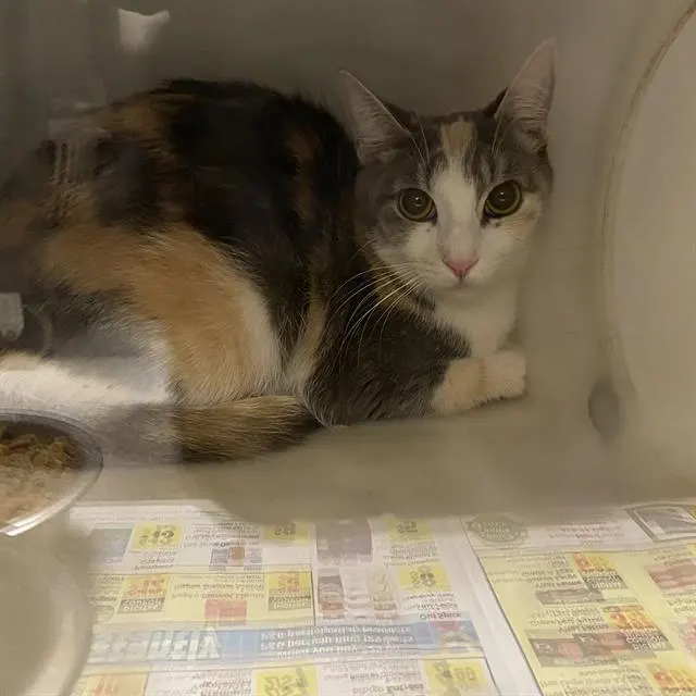 Adoptable Cat