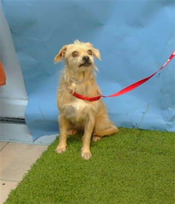 Adoptable Dog