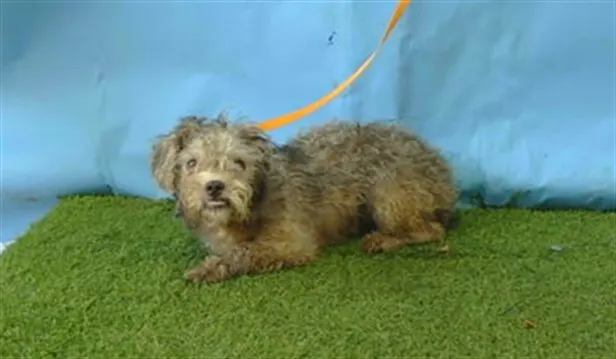 Adoptable Dog