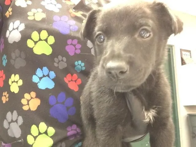 Lulu