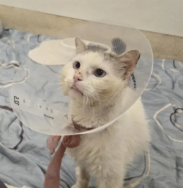 Scrump
