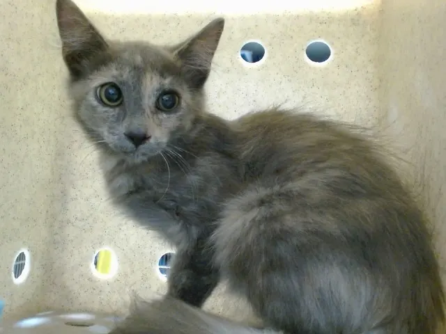 Med Adopt Catherine
