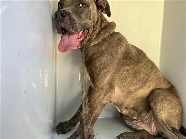 Adoptable Dog