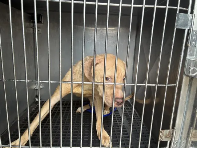 Adoptable Dog