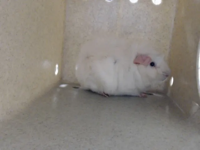 Fluffy
