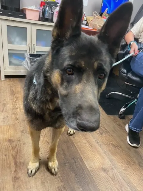 Koda