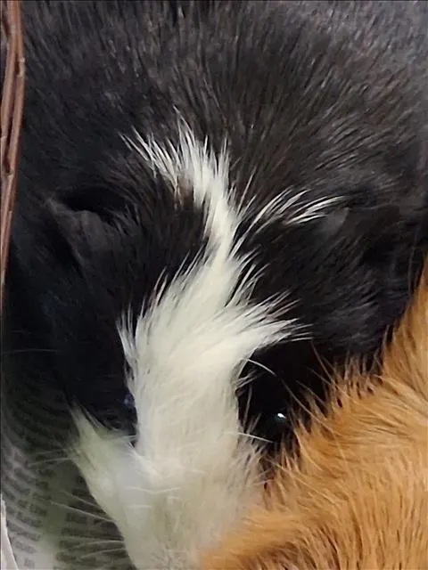 Milo
