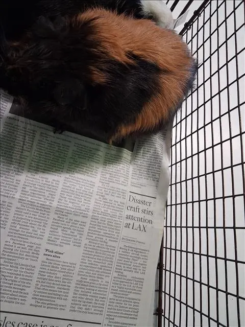 Shilo