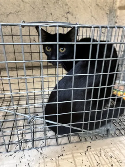 Adoptable Cat