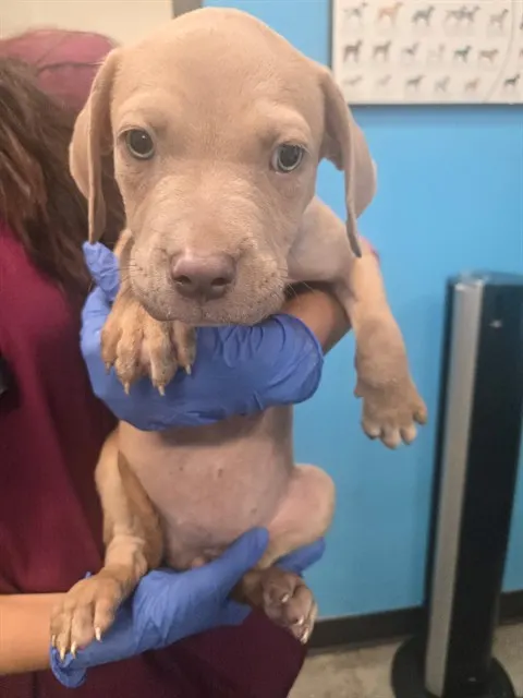 Adoptable Dog