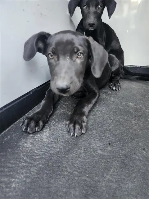 Adoptable Dog