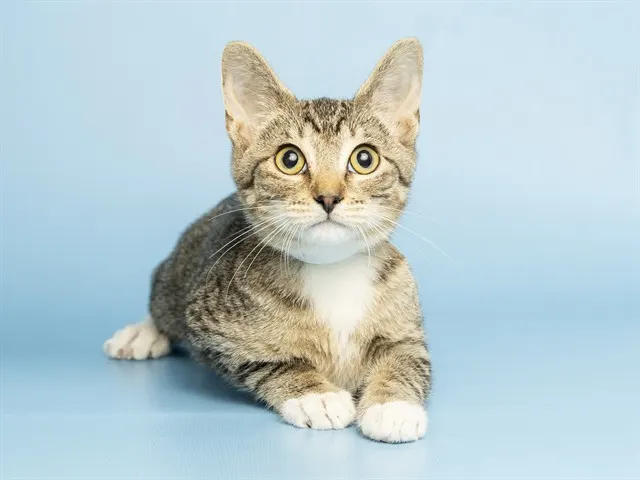 Catrick