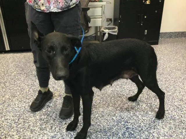 Adoptable Dog