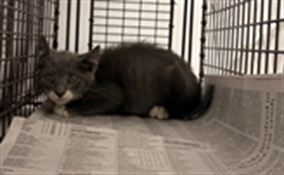 Adoptable Cat