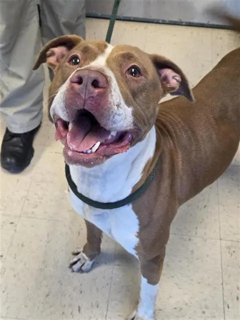 Adoptable Dog