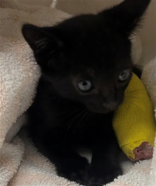Needs A Foster