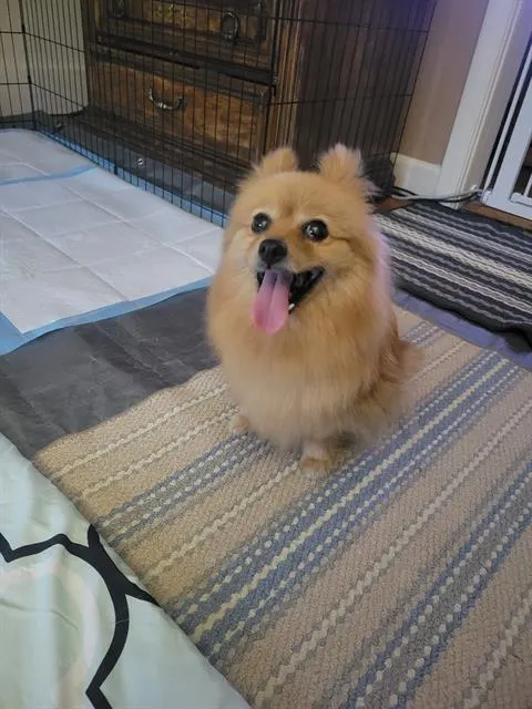 Dolce