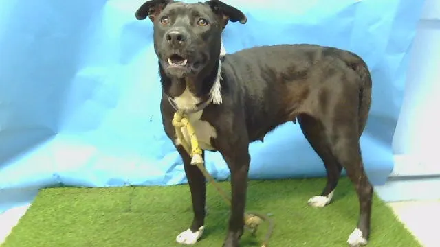 Adoptable Dog