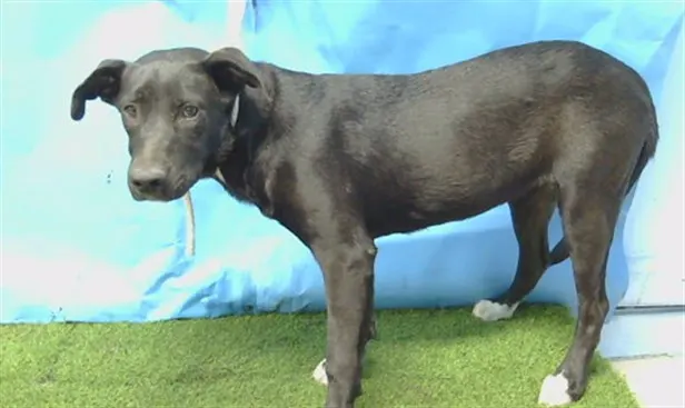 Adoptable Dog