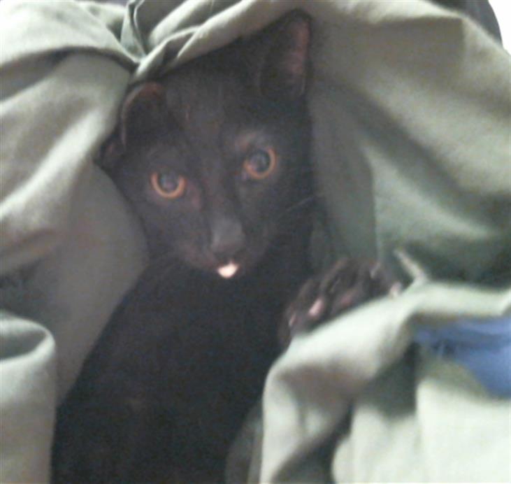 Adoptable Cat