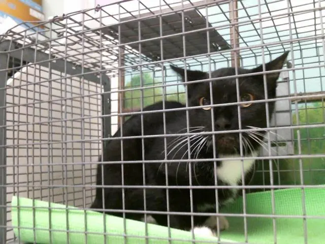 Adoptable Cat