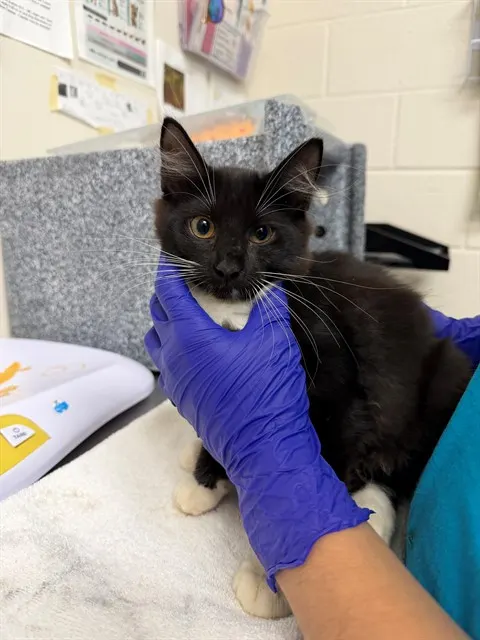 Adoptable Cat