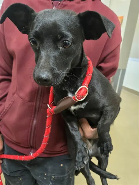 Adoptable Dog
