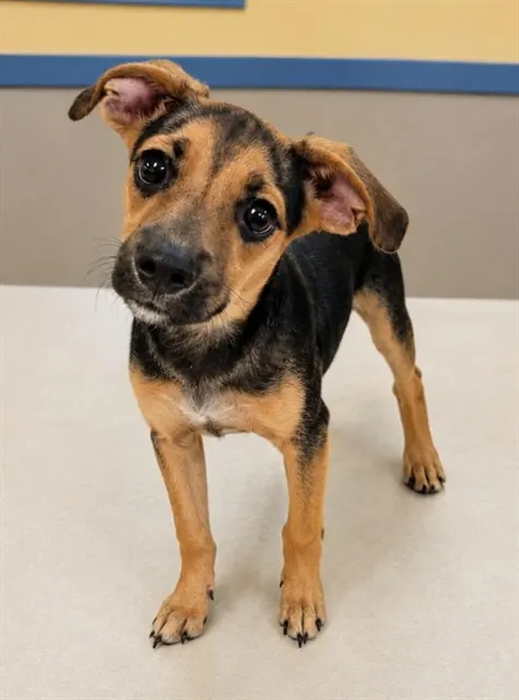 Adoptable Dog