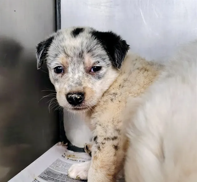 Zorro