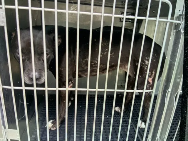 Adoptable Dog