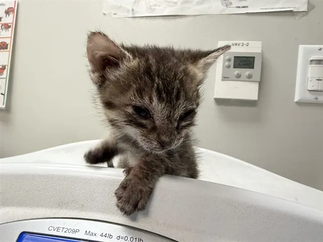Adoptable Cat