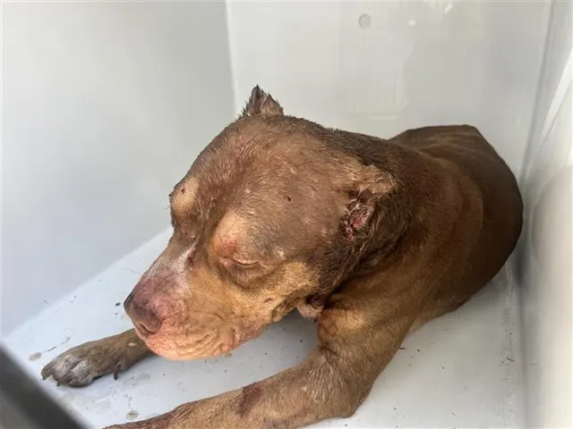 Adoptable Dog