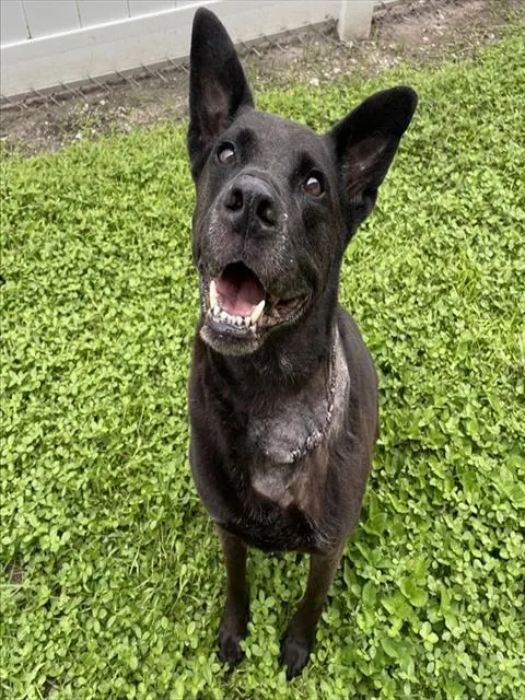 Zorro