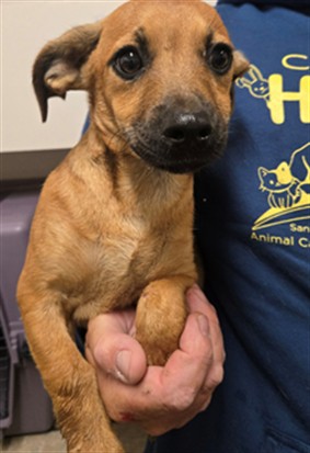 Adoptable Dog
