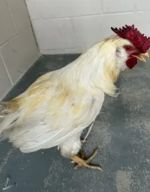 Adoptable Bird