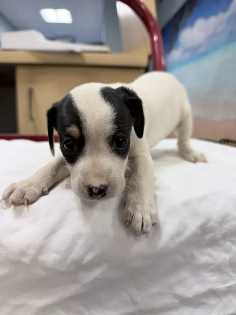 Penny