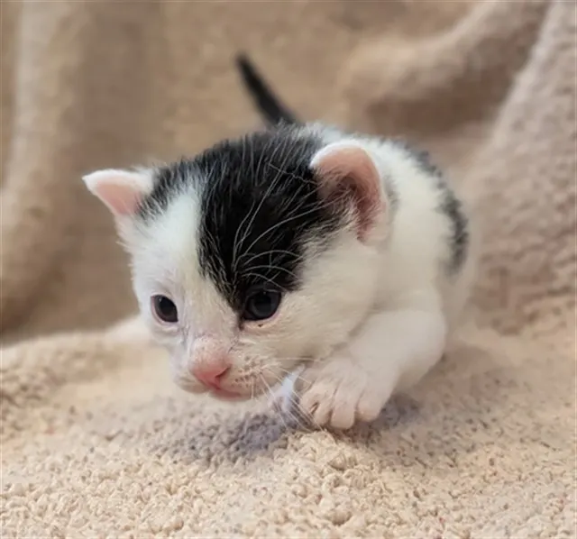 Adoptable Cat