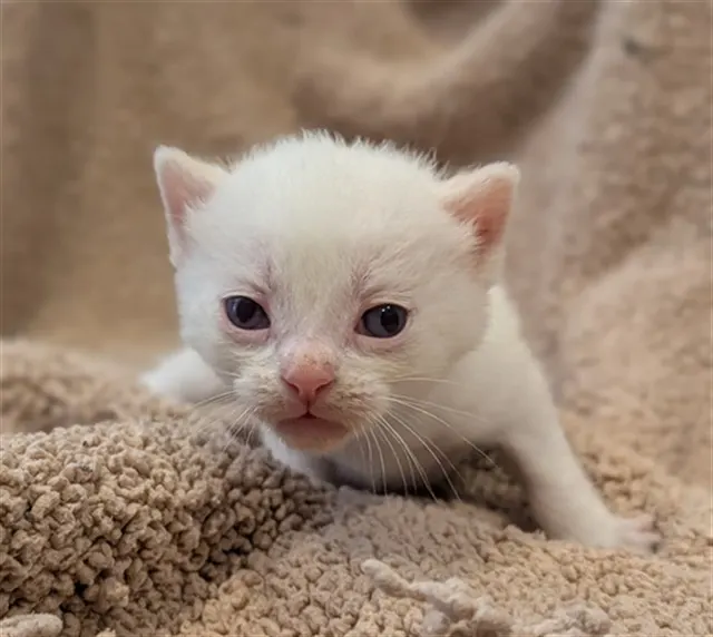 Adoptable Cat