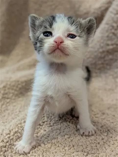 Adoptable Cat