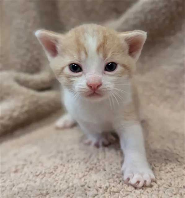 Adoptable Cat