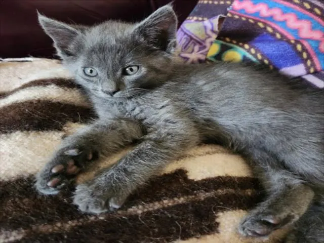 *Lancelot
