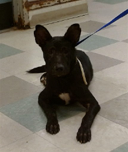 Adoptable Dog